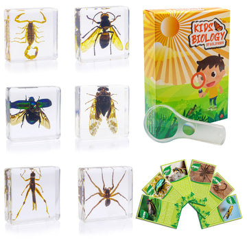 Insect Specimen Set, Bugs Collection Scientific Education Gift For Kids Aged 3-8-12 (Cicada, Wasp, Spider, Scorpion, Locust, Cha