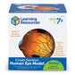 Learning Resources Cross-Section Human Eye Model, 5" Diameter, Foam, Multi-color, Grade 2+, Model LER1907