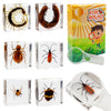 Insect Specimen Set, Bugs Collection Scientific Education Gift For Kids Aged 3-8-12 (Millipede, Centipede, Dragonfly Larvae, Tea
