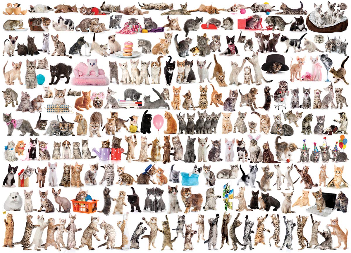 The World Of Cats