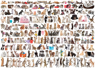 The World Of Cats