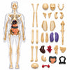 Lifelong Labs Anatomy Kit | 29Piece Anatomy Kit with Skeleton, Organs, Body Parts | Human Body 3D Puzzle, STEM Science Toy | Sk