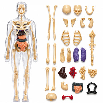 Lifelong Labs Anatomy Kit | 29Piece Anatomy Kit with Skeleton, Organs, Body Parts | Human Body 3D Puzzle, STEM Science Toy | Sk