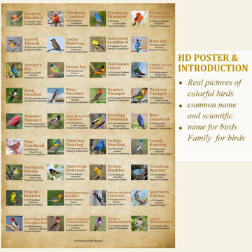 Vintage Bird Puzzles For Adults 1000 Pieces, Animal Hummingbird Puzzle Of 36 Colorful Birds In North America, Bird Jigsaw Puzzles Nature