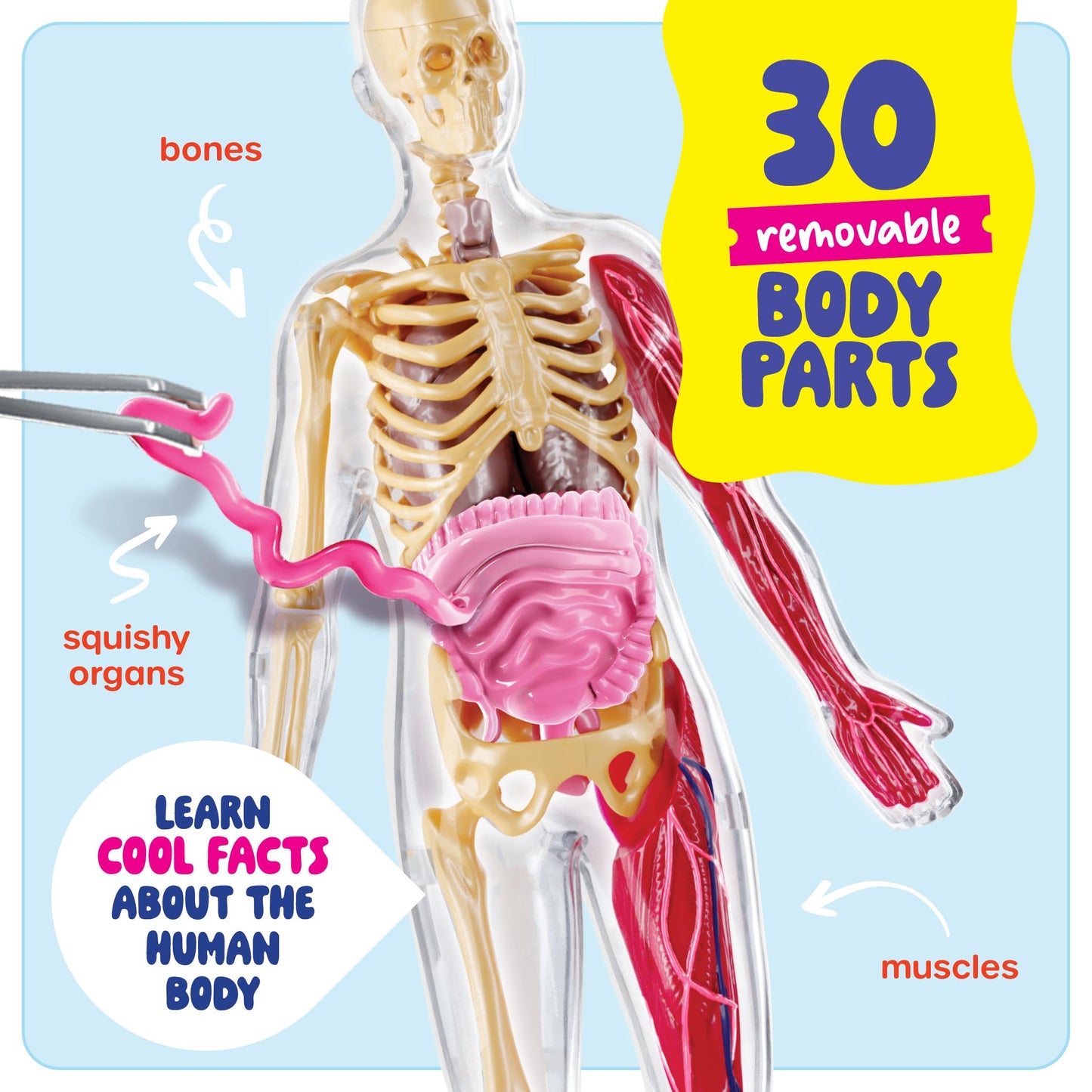 Human Anatomy Squishy Body Model - Science Kits For Kids Ages 4-8 - Stem Toys For 4 5 6 7 8 Year Old Boy Birthday Gift - Learnin