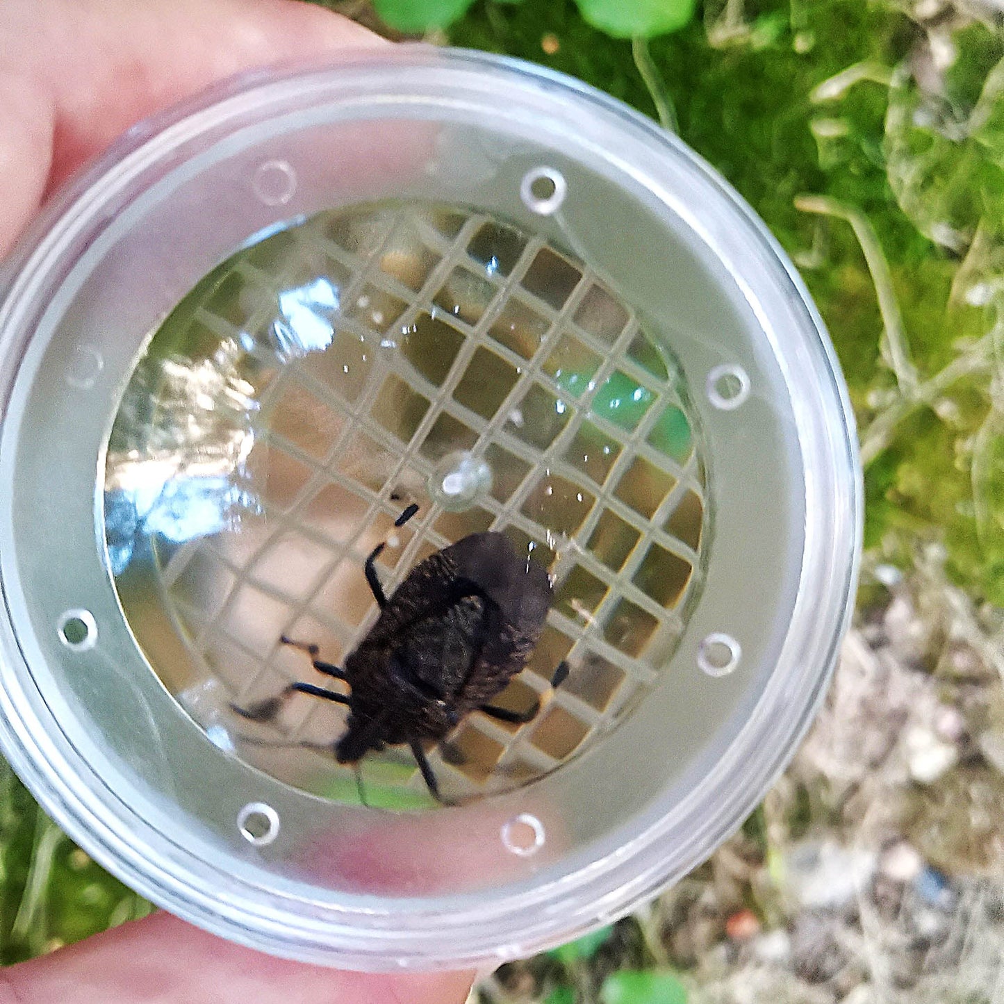 Simpless 8 Pieces Bug Viewer Critter Insect Cage Magnifying Insect Box Bug Magnifier Container Bug Catcher Cage, Science Nature