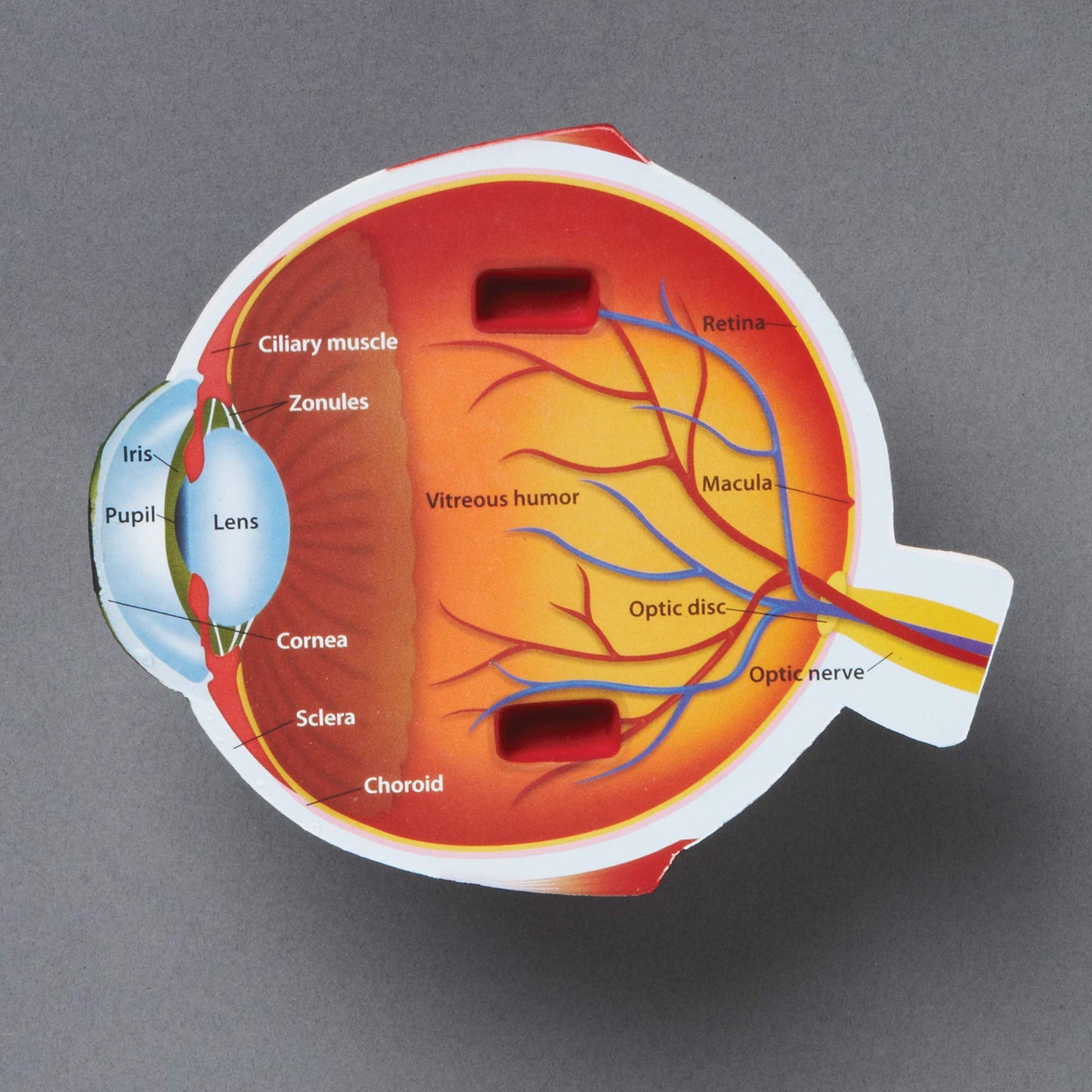 Learning Resources Cross-Section Human Eye Model, 5" Diameter, Foam, Multi-color, Grade 2+, Model LER1907