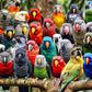 Kaleidoscope of Feathers: enhanced 1000 Piece Jigsaw Puzzle for mature-themeds by Cross & Glory - Unique Bird Artwork - Best Challenging Puzzles for Cognitive Workout - Eco-Friendly
