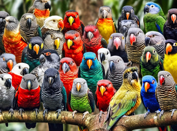Kaleidoscope of Feathers: enhanced 1000 Piece Jigsaw Puzzle for mature-themeds by Cross & Glory - Unique Bird Artwork - Best Challenging Puzzles for Cognitive Workout - Eco-Friendly