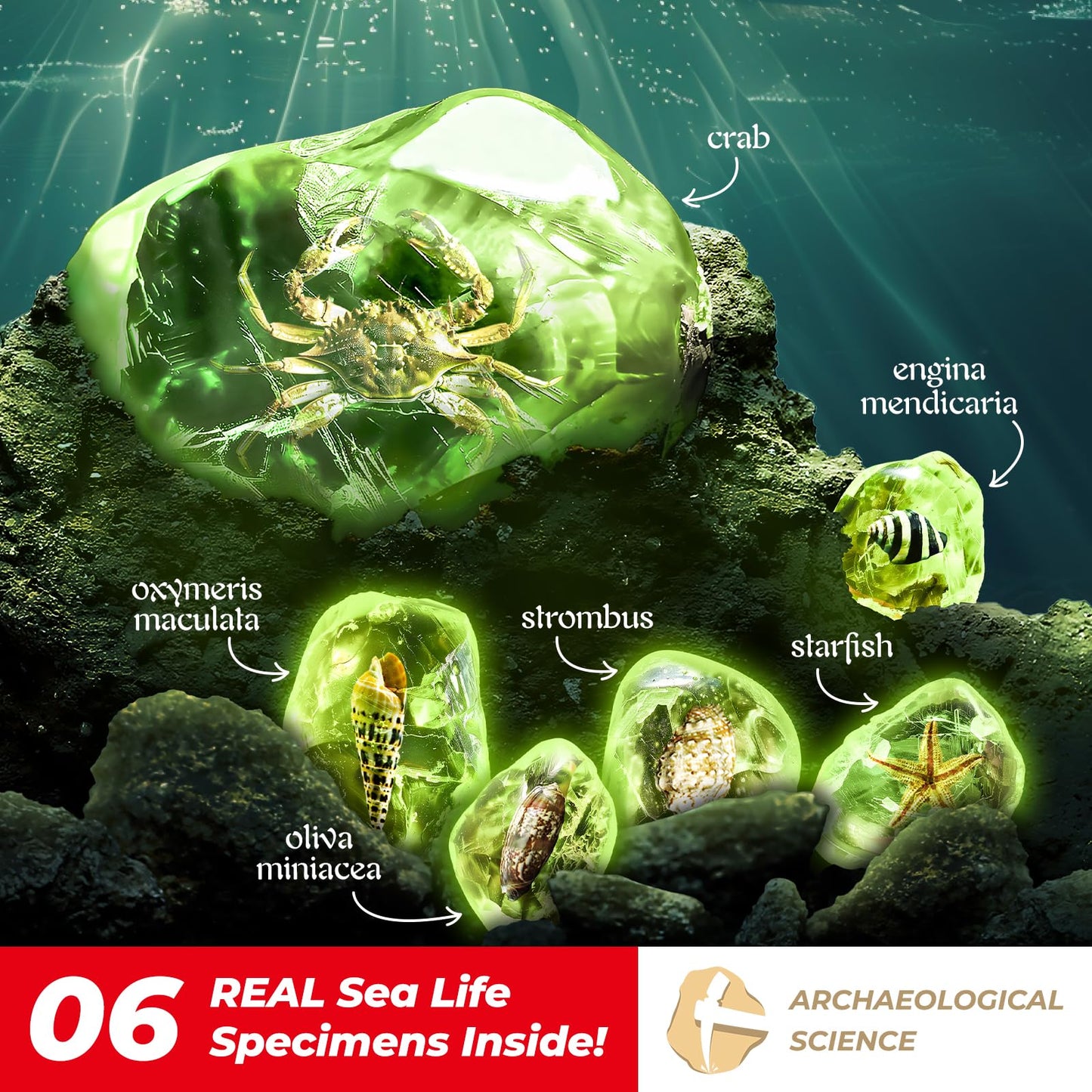 EDUMAN Amber Dig Kit - Glow in The Dark Oceanlife Fossil Set, 8"x6"x1", Educational Toy for Kids Ages 6-12, Boys & Girls