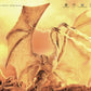Hiya Toys Godzilla: King of Monsters - King Ghidorah with Gravity Beam Basic Series Previews limited availability Action Figure