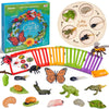 Joycat Life Cycle Learning Education Toys, Insect Caterpillar To Butterfly Kit, Ladybug, Bee, Tadpole To Frog Kit Life Cycle Toys For Kids, Preschool Learning Activities For Age 3 4 5 6 7 8