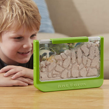 Ant Jungle Terrarium