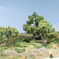 Woodland Scenics Deciduous Trees, Multi