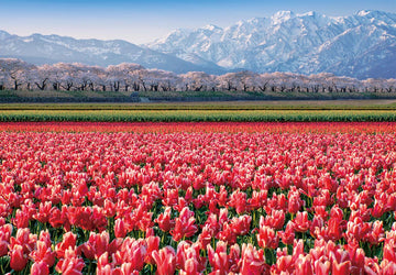 CHAMBERART 1000 Piece Jigsaw Puzzle - Tulip Fields A-1159, Premium Quality Paper