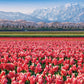 Chamberart 500 Piece Premium Jigsaw Puzzle Tulip Fields A-5155