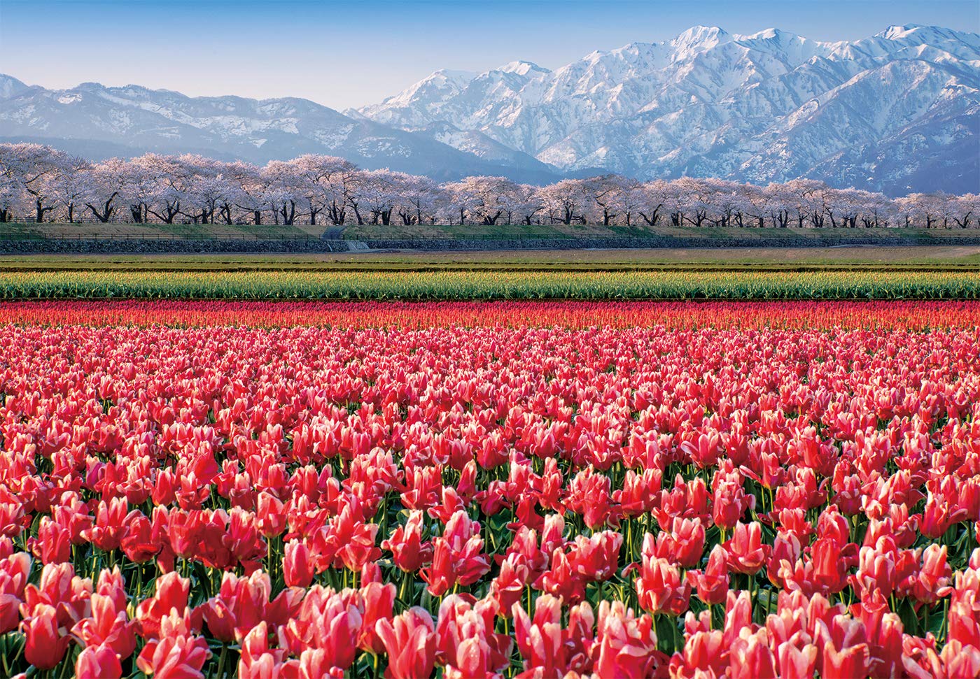 Chamberart 500 Piece Premium Jigsaw Puzzle Tulip Fields A-5155
