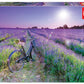 Educa - Bicycle In A Lavender Field - 1000 Piece Jigsaw Puzzle - Puzzle Glue Included - Completed Image Measures 26.8' X 18.9' - Ages 14+ (19255), Multicolor