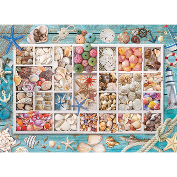 Seashell Collection