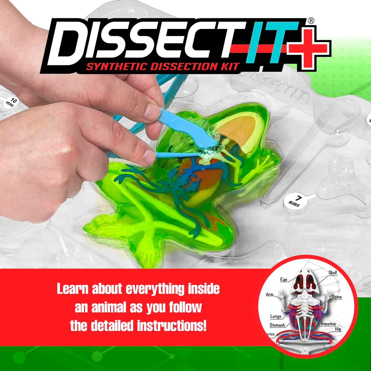 Dissect-It Kit For Kids 6 Plus, Simulated Synthetic Lab Dissection Toy | Frog Super Lab | Authenticated Stem Toys | Kids Learn A