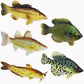Toy Fish Factory American Angler Toy Fish Set - Miniature Largemouth Bass, Crappie, Bluegill, Catfish, Striped Bass - Multicolor, Plastic