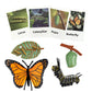 Mbrain 4Pcs Butterfly Growth Cycle With Flash Cards,Life Cycle Learning & Education Toys,Montessori Toys,Gift For Girl & Boy For