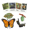 Mbrain 4Pcs Butterfly Growth Cycle With Flash Cards,Life Cycle Learning & Education Toys,Montessori Toys,Gift For Girl & Boy For