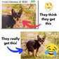 Better Me Prank Puzzle - 500 Piece Cheeky Chihuahua Pooping Dogs Gag Gift for Adults & Teens, Cardboard Fun Puzzle