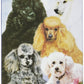 Best Friends Playing Cards, By Ruth Maystead - Poodle