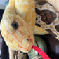 Xshelley Soft Plush Snake Stuffed Animal Toy, 120 Inch, Yellow, Polyester, Model XSHELLEY20221108