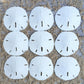 Nautical Crush Trading Sand Dollar | Real Sand Dollars 2 1/2' To 3' (Set Of 9) | Sand Dollar Shells Plus Free Nautical Ebook By Joseph Rains