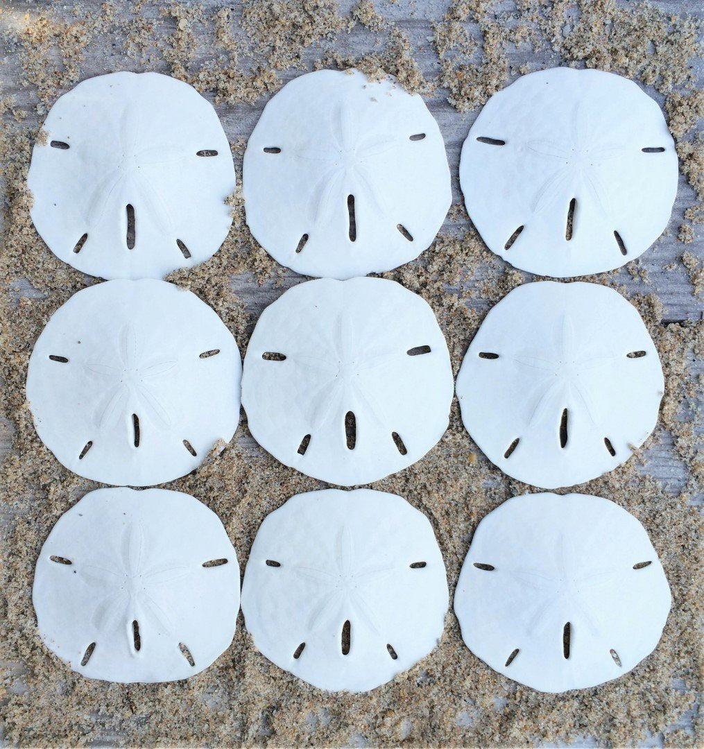 Nautical Crush Trading Sand Dollar | Real Sand Dollars 2 1/2' To 3' (Set Of 9) | Sand Dollar Shells Plus Free Nautical Ebook By Joseph Rains
