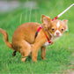 Better Me Pooping Chihuahua 1000 Piece Puzzle - Humorous Dog Puzzle for Adults, 50cm x 70cm, Perfect for Dog Lovers and Fun Pranks