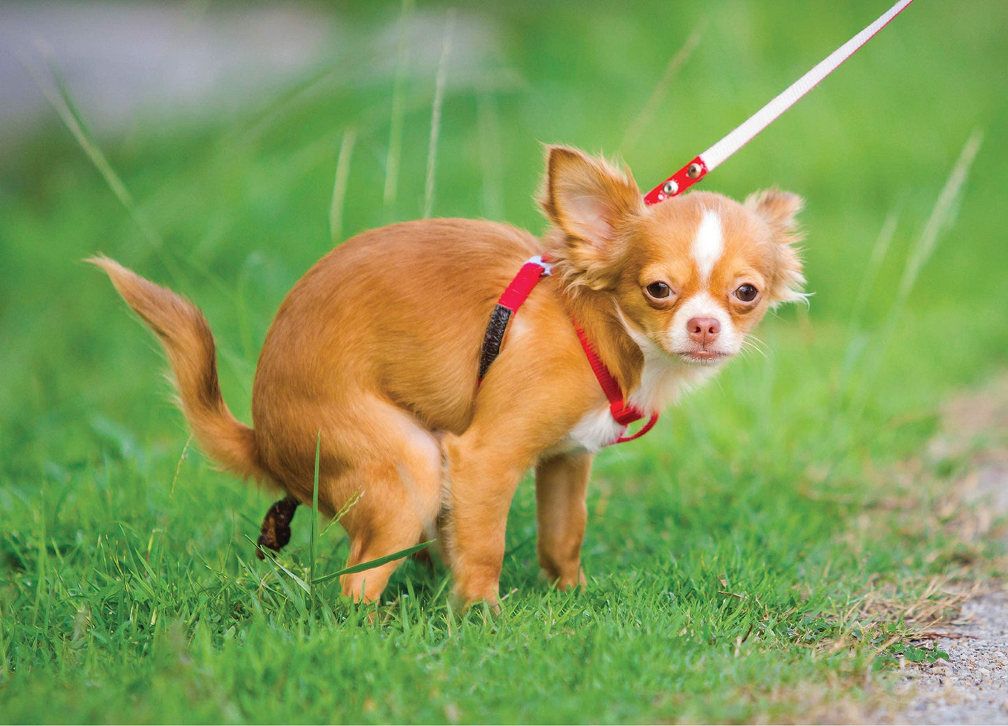 Better Me Pooping Chihuahua 1000 Piece Puzzle - Humorous Dog Puzzle for Adults, 50cm x 70cm, Perfect for Dog Lovers and Fun Pranks