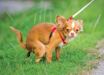 Better Me Pooping Chihuahua 1000 Piece Puzzle - Humorous Dog Puzzle for Adults, 50cm x 70cm, Perfect for Dog Lovers and Fun Pranks