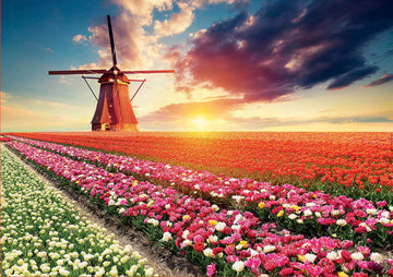 Educa - Tulips Landscape - 1500 Piece Jigsaw Puzzle - Puzzle Glue Included - Completed Image Measures 33.5' X 23.5' - Ages 14+ (18465)