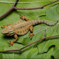 CollectA Bearded Dragon Lizard Toy Figure - Hand Painted Tan Model 88567, 1.6 inch, Plastic
