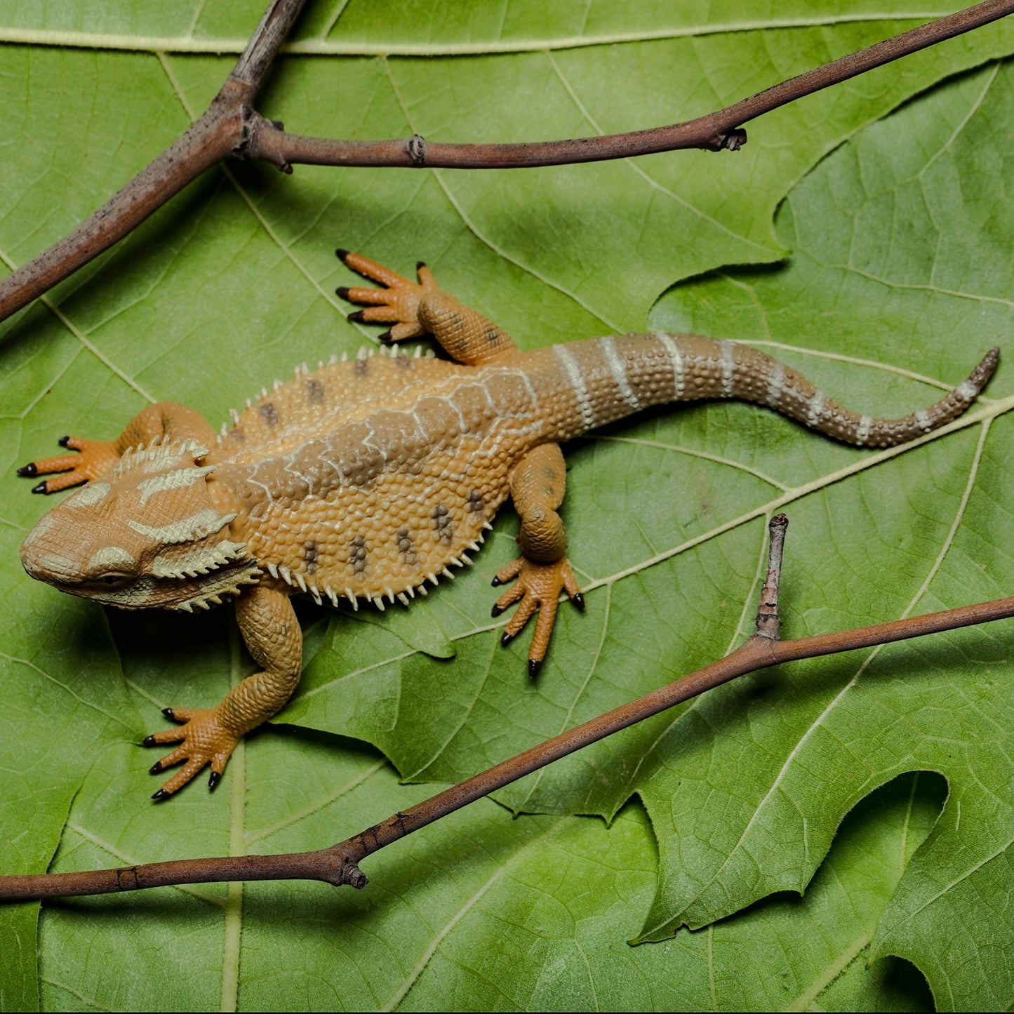 CollectA Bearded Dragon Lizard Toy Figure - Hand Painted Tan Model 88567, 1.6 inch, Plastic