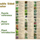 Vintage Houseplant Puzzle 1000 Pieces for mature-themed  Botany Succulent House Plant Puzzle  39 Common Indoor Plants Jigsaw Puzzles