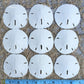 Nautical Crush Trading Sand Dollar | Real Sand Dollars 2 1/2' To 3' (Set Of 9) | Sand Dollar Shells Plus Free Nautical Ebook By Joseph Rains