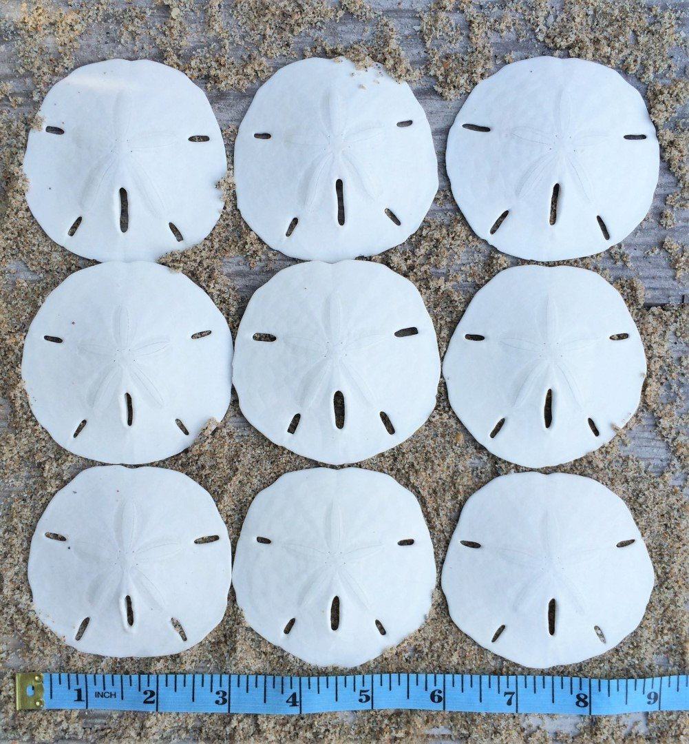 Nautical Crush Trading Sand Dollar | Real Sand Dollars 2 1/2' To 3' (Set Of 9) | Sand Dollar Shells Plus Free Nautical Ebook By Joseph Rains