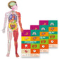 CocoMoco Kids Return Gift Combo Pack for Kids Birthday  Set of 3 Pieces of Human Body Parts Puzzle for Kids for Age 4 to 12 Yea