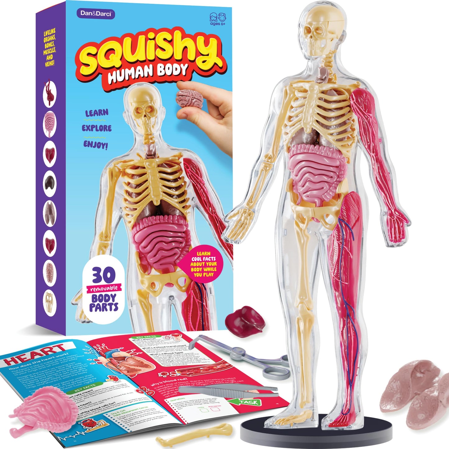 Human Anatomy Squishy Body Model - Science Kits For Kids Ages 4-8 - Stem Toys For 4 5 6 7 8 Year Old Boy Birthday Gift - Learnin