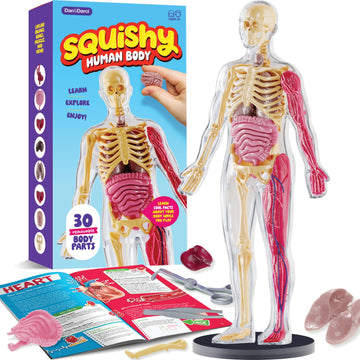 Human Anatomy Squishy Body Model - Science Kits For Kids Ages 4-8 - Stem Toys For 4 5 6 7 8 Year Old Boy Birthday Gift - Learnin