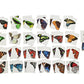 SPARK INNOVATIONS Butterfly Wings Memory Cards Game  Montessori Picture Cards  Educational Kids Game  Preschool Games  Homeschooling Materials  Matching Games  Classroom Must Have