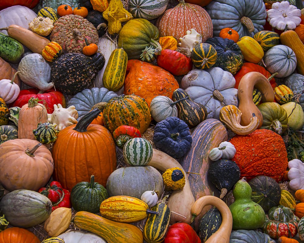 Vermont Christmas Company Autumn Harvest Jigsaw Puzzle 1000 Piece