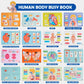Freebear Montessori Busy Book - Human Body Anatomy for Toddlers, Sensory Learning Activities, Gifts for Kids 4-7 Years, Medium Size