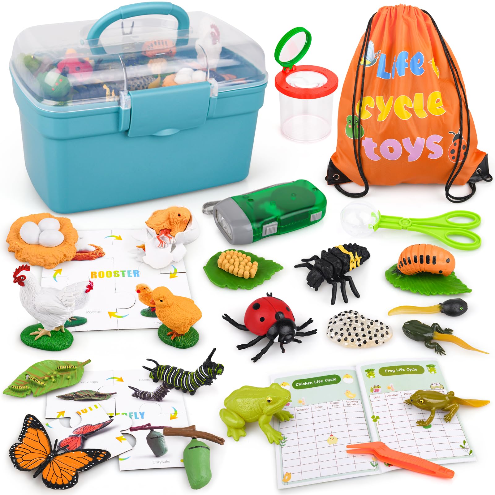 Life Cycle Learning & Education Toys, Montessori Toys Animal Toy Figurines For Frog, Butterfly, Chicken, Ladybug - Educational &