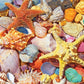 White Mountain Puzzles Beach Shells - 500 Piece Jigsaw Puzzle