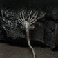 NECA Alien 40th Anniversary Giger Action Figure, 7” Scale, Plastic, One Size, As Shown, Model 51710